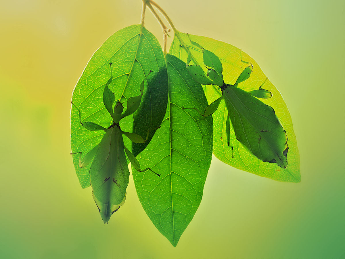 Leaf insects 2 Poster och Canvastavla