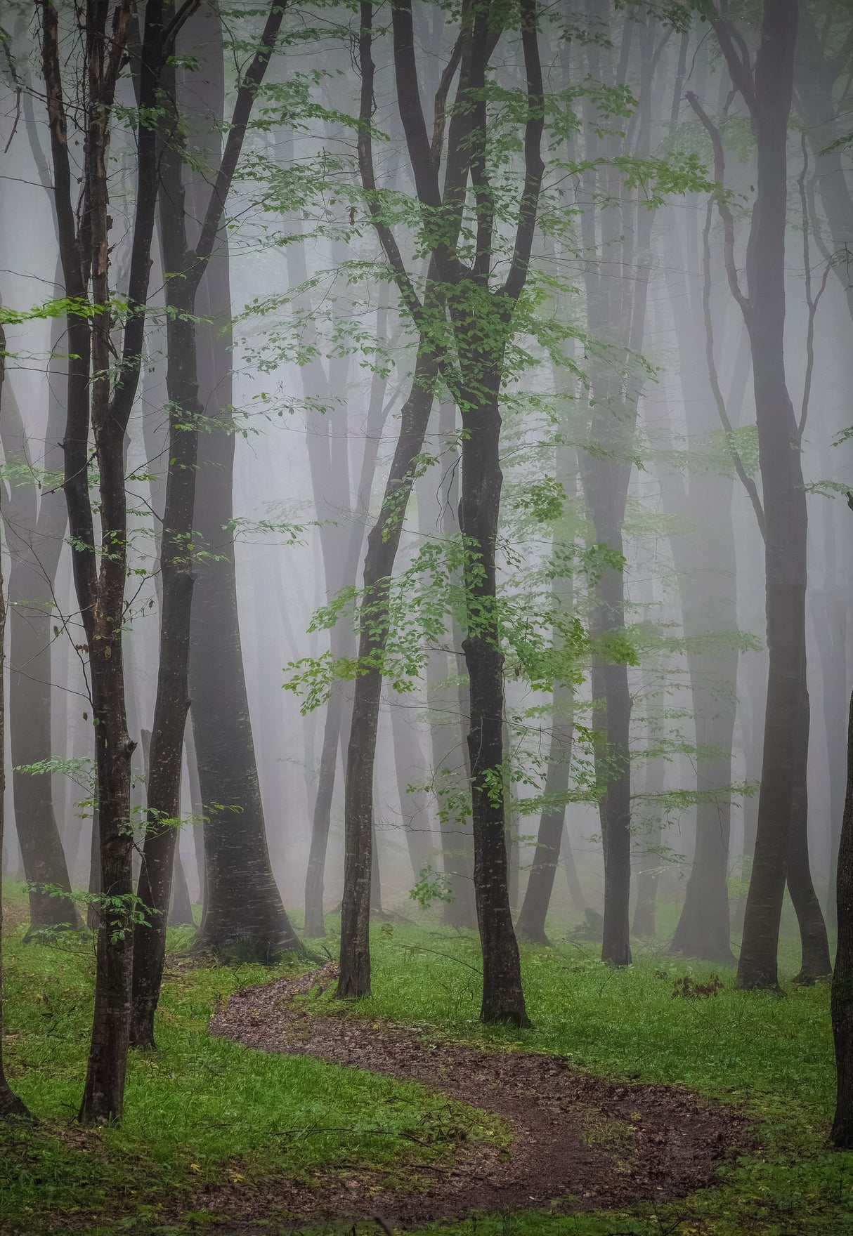 Summer fog Poster och Canvastavla