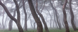 Pine Grove in Fog-3 Poster och Canvastavla