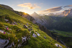 Summer Meadow Poster och Canvastavla