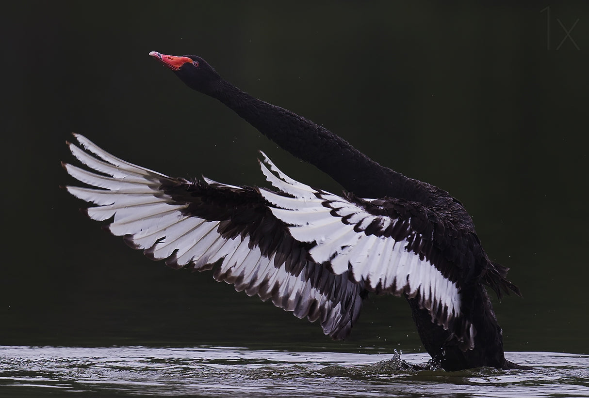 Black Swan Poster och Canvastavla