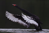 Black Swan Poster och Canvastavla