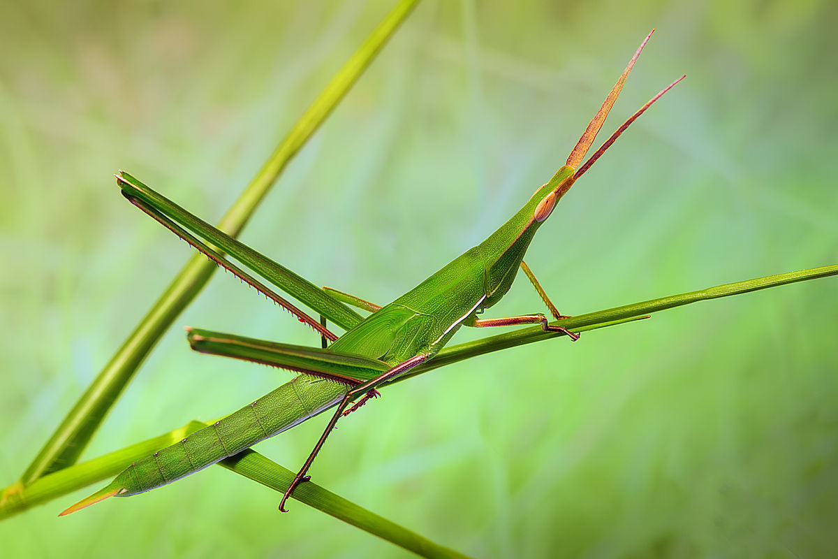 Grasshopper Poster och Canvastavla