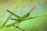 Grasshopper Poster och Canvastavla