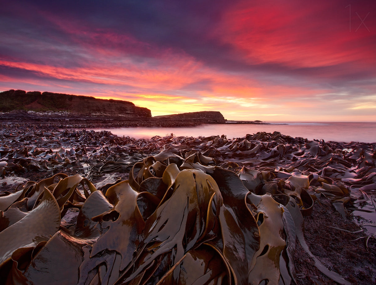 Curio Bay Morning Poster och Canvastavla