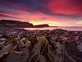 Curio Bay Morning Poster och Canvastavla