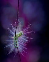 The Beauty of Caterpillar Poster och Canvastavla