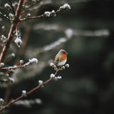 Cute Robin No 2 Poster och Canvastavla