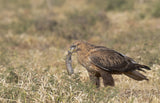 The Long Legged Buzzard found his meal Poster och Canvastavla