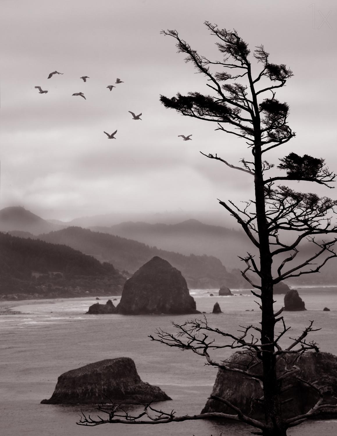 Ecola Point Poster och Canvastavla
