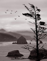 Ecola Point Poster och Canvastavla