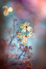 Simple Nature Poster och Canvastavla