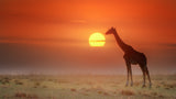 Kiss the sun Poster och Canvastavla