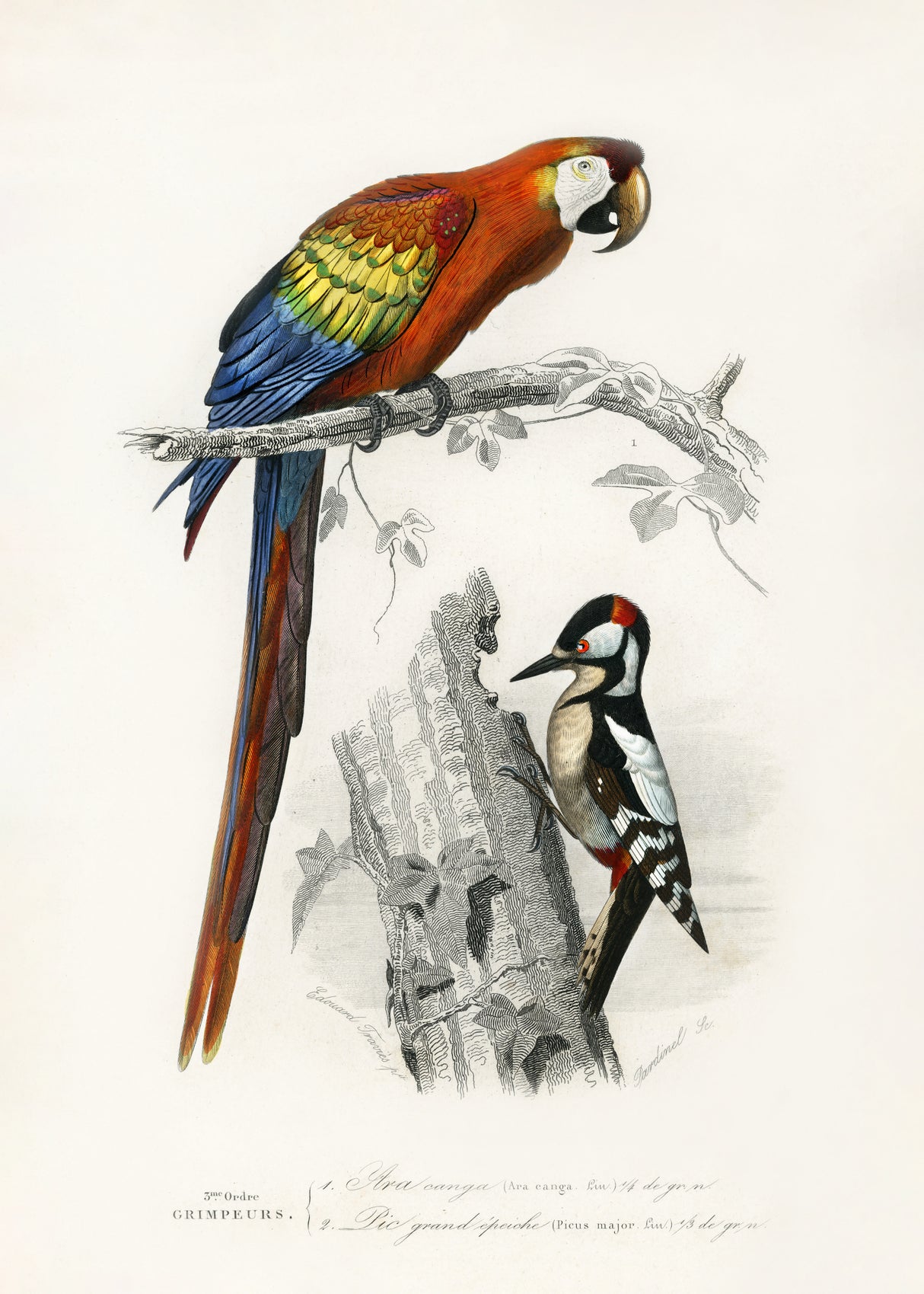 Birds II Poster och Canvastavla