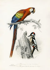 Birds II Poster och Canvastavla