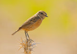 Whinchat Poster och Canvastavla