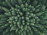 Moody forest from above Poster och Canvastavla