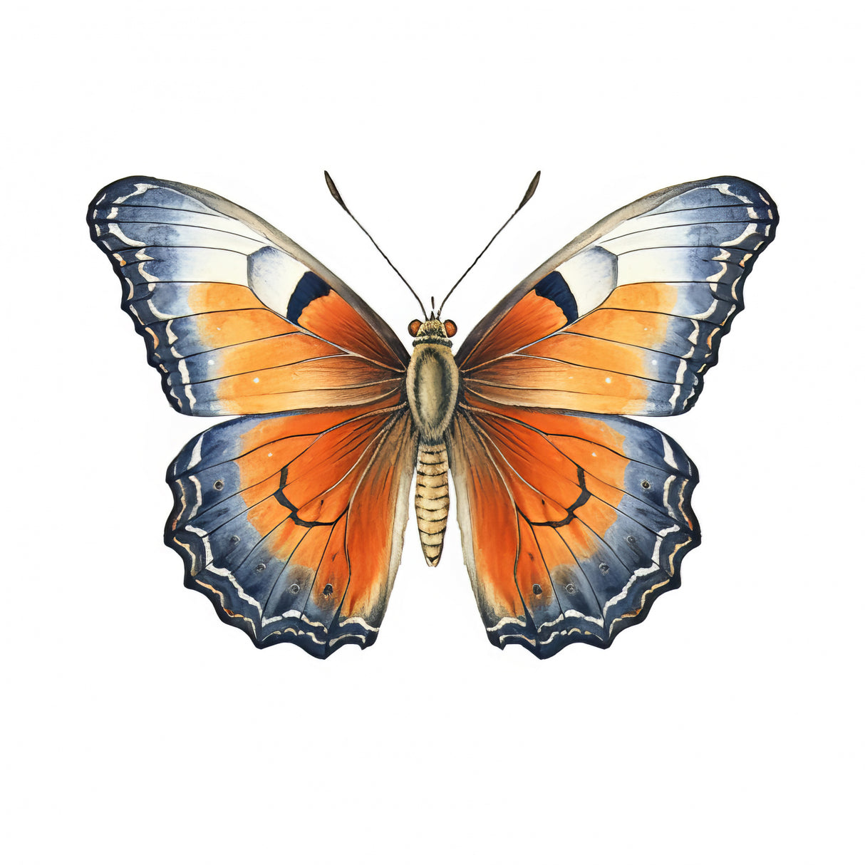 Butterfly 18 Poster och Canvastavla