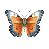 Butterfly 18 Poster och Canvastavla