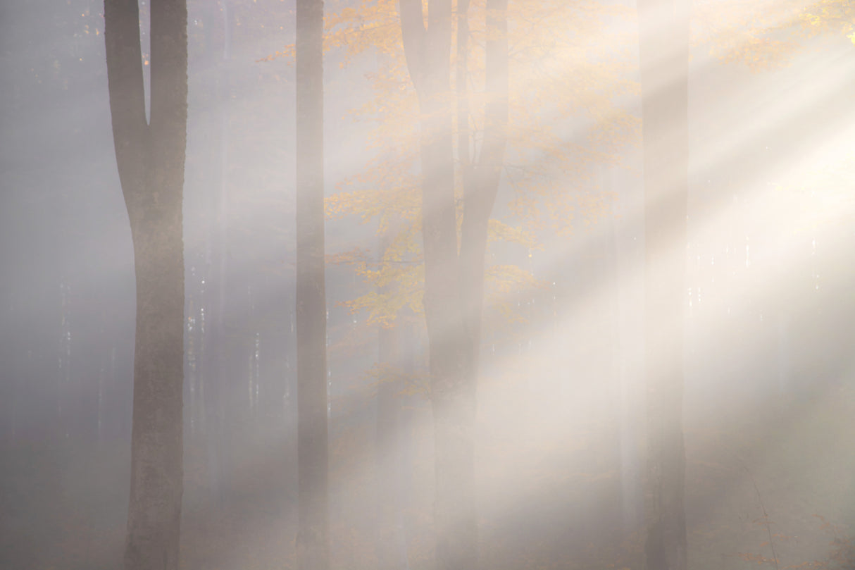 Rays of light Poster och Canvastavla