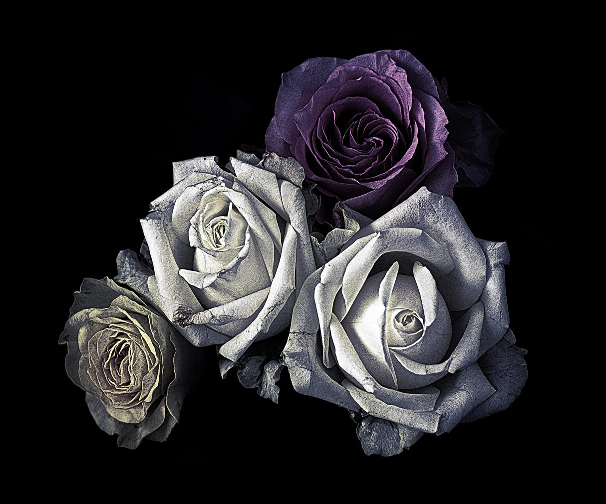 Roses Poster och Canvastavla