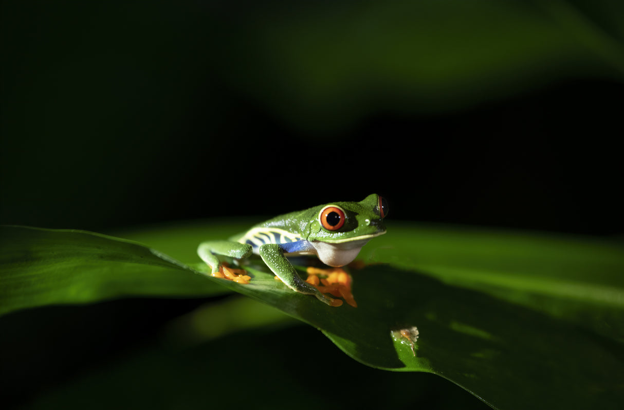 Beautiful Red-eyed Tree Frog Poster och Canvastavla
