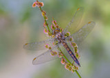 Orthetrum brunneum Poster och Canvastavla