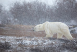 Let it Snow! Poster och Canvastavla