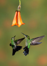 A pair of Green-crowned Brilliant Hummingbirds Poster och Canvastavla