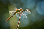 Dragonfly in backlight Poster och Canvastavla