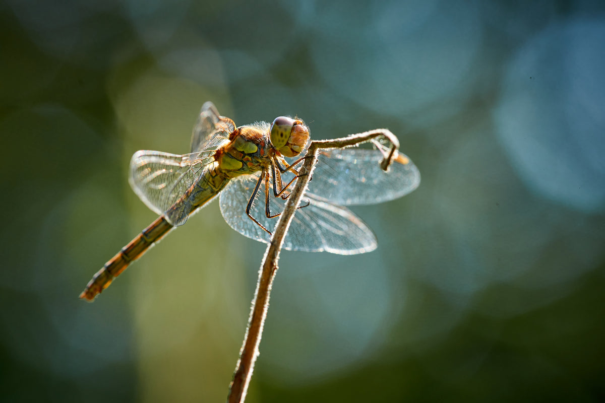 Dragonfly in backlight Poster och Canvastavla
