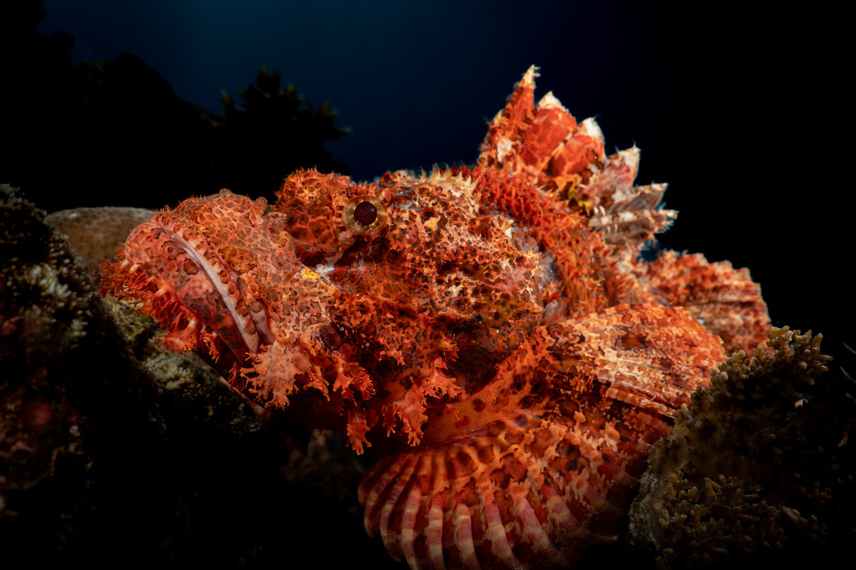 Scorpion fish Poster och Canvastavla