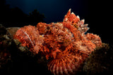 Scorpion fish Poster och Canvastavla