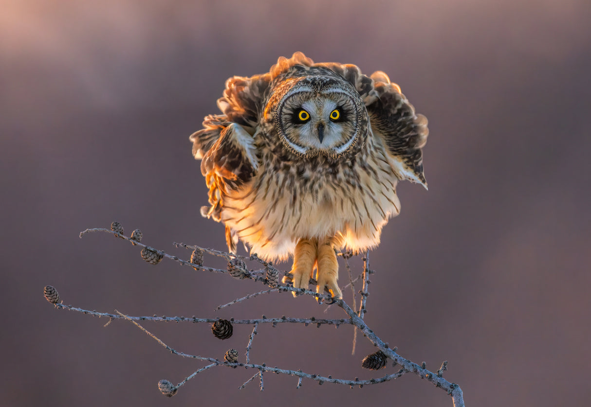 A Cute Shortie Poster och Canvastavla