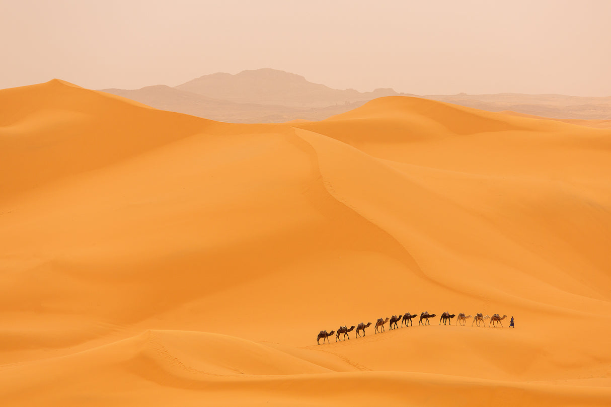 Camels caravan in Sahara Poster och Canvastavla