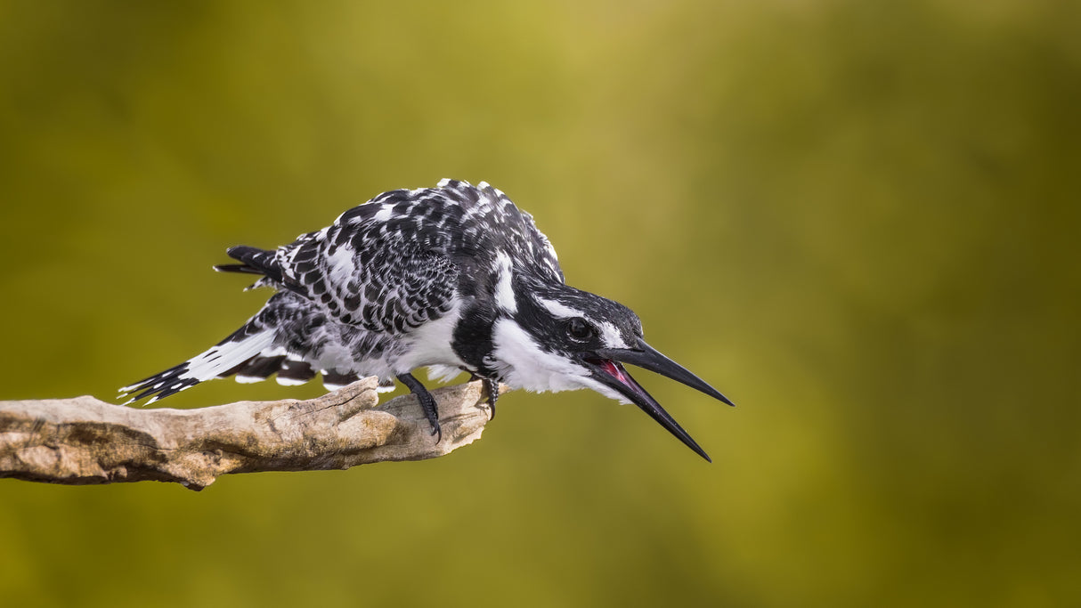 Hungry KingFisher Poster och Canvastavla