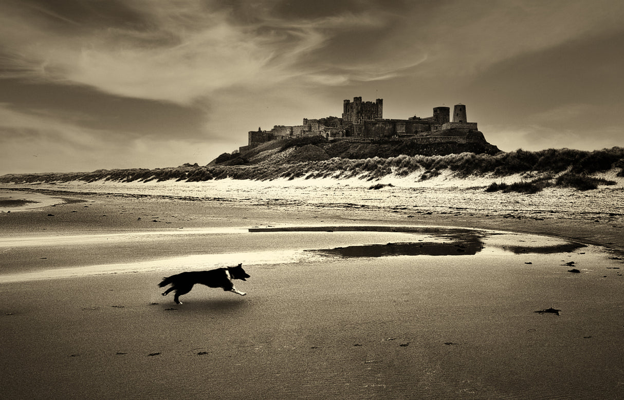 Bamburgh castle Poster och Canvastavla