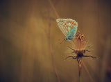Late summer meadow. Poster och Canvastavla