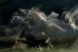 gallop Poster och Canvastavla