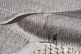Winter vineyards Poster och Canvastavla