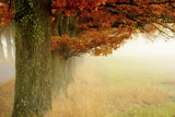Autumn fog Poster och Canvastavla