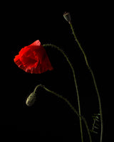 Poppies Poster och Canvastavla