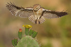 Little owl Poster och Canvastavla