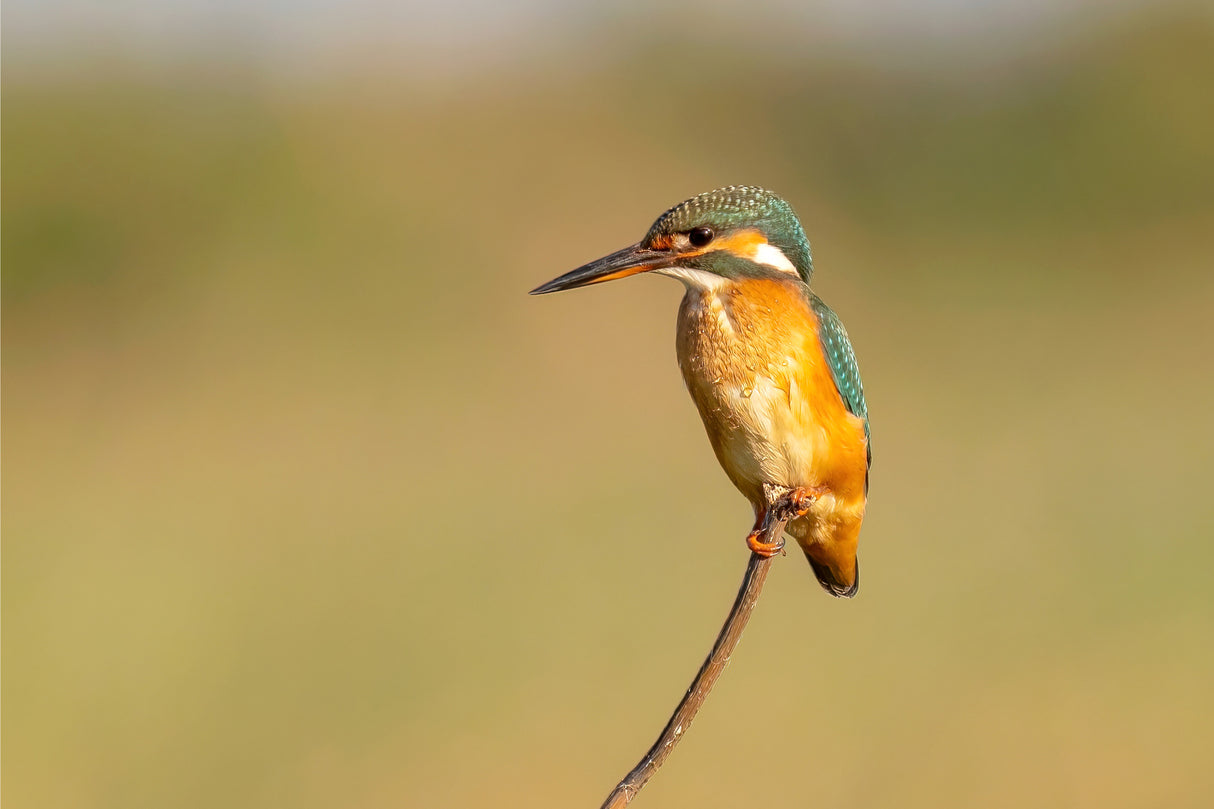 kingfisher Poster och Canvastavla