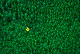 A small flower growing amongst the moss called "bearmoss" in Swedish Poster och Canvastavla