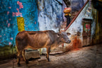 Varanasi Alley, 2019 Poster och Canvastavla