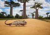 Malagasy Chameleon Poster och Canvastavla