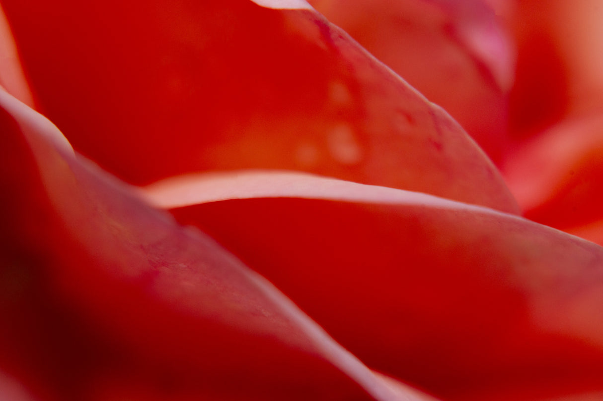 abstract rose leaves Poster och Canvastavla