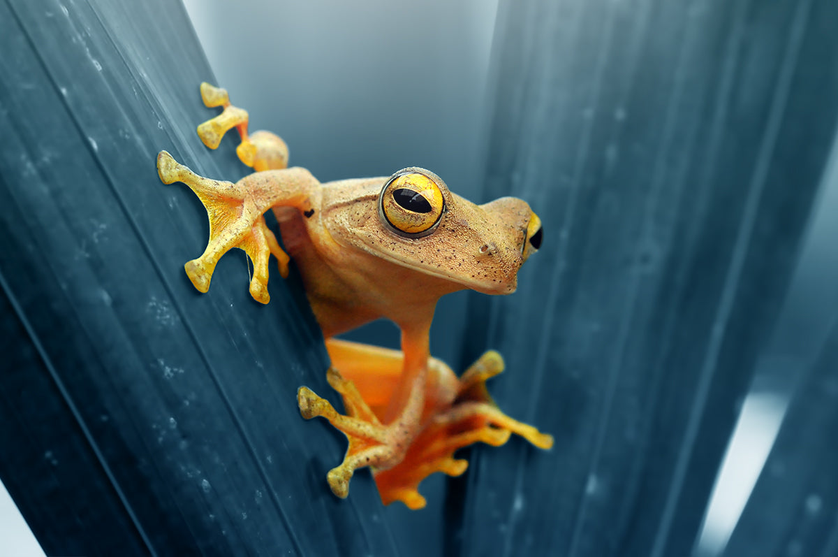 Frog - The Gold Poster och Canvastavla