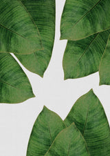 Banana Leaf I Poster och Canvastavla